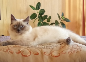 Потерялась кошка