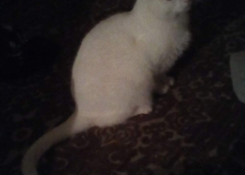 Отдам Кота в добрые руки