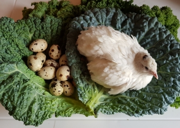Мясо перепела