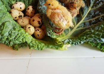 Мясо перепела