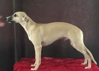 Уиппет (Whippet) шоу класса щенки