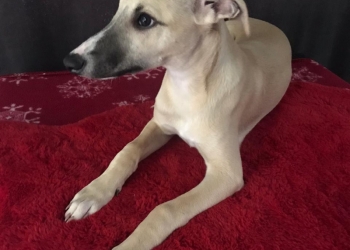 Уиппет (Whippet) шоу класса щенки