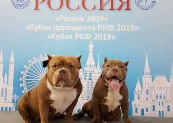 американский булли
