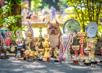 американский булли