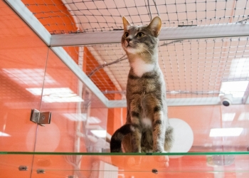    BookingCat 