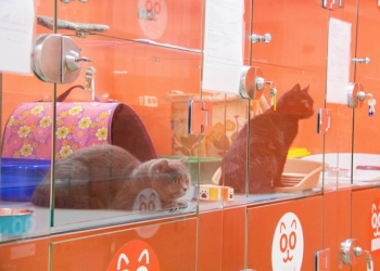    BookingCat 