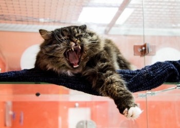    BookingCat 
