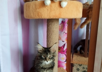 котята мейн кун