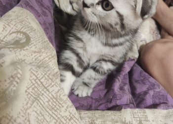 Британские котята