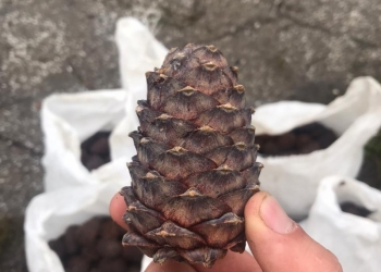 Куплю кедровую шишку и орех