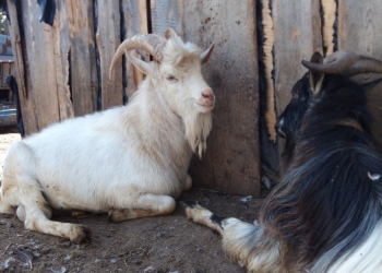 Козёл породистый.