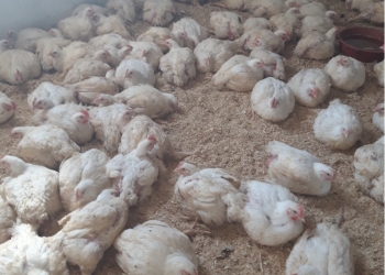 Бройлер на забой