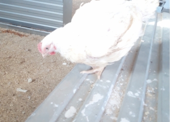 Бройлеры кобб 500 на мясо