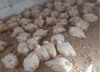 Бройлер Росс 308 на мясо