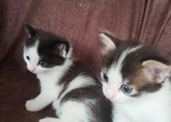 Отдам котят
