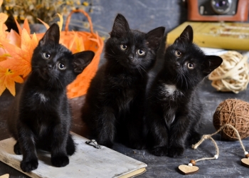 Котёнок и подарки