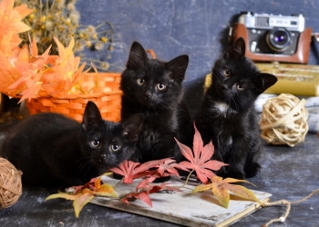 Котёнок и подарки