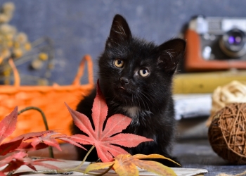Котёнок и подарки