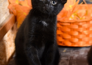 Котёнок и подарки