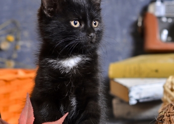 Котёнок и подарки