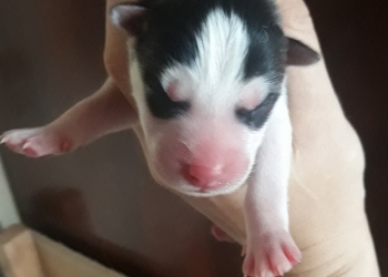 Щенки хаски