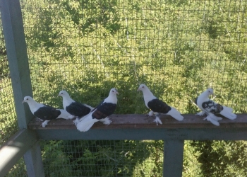 Горьковские смурые голуби