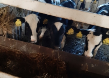 Телята 3-4 месяца