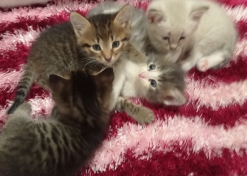 Сибирские котята