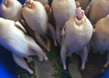 Мясо и Яйцо перепела