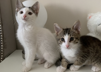 Котята ищут дом