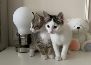 Котята ищут дом