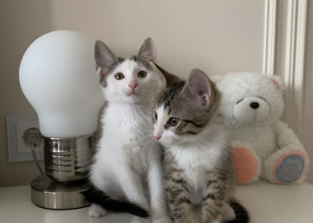Котята ищут дом