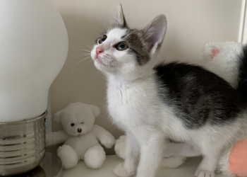 Котята ищут дом