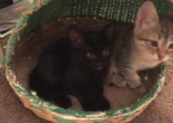 Ласковые котятки