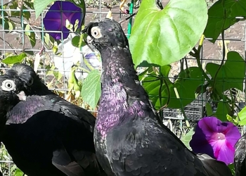 Голуби узбекские малоклювые