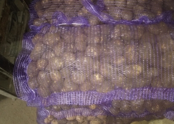 Картофель