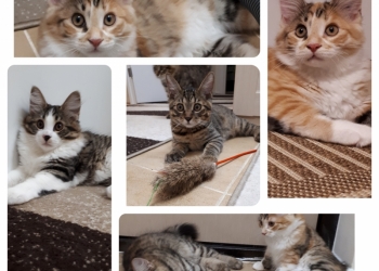 Продажа котят курильский бобтейл