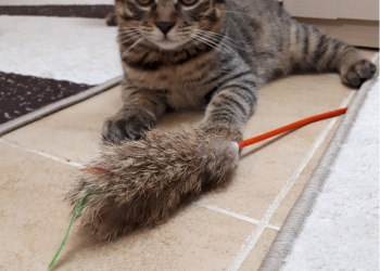 Продажа котят курильский бобтейл