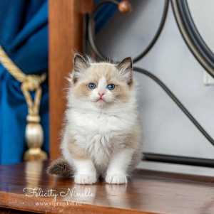 Котенок Рэгдолл тряпичная кукла