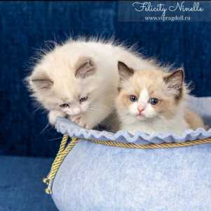Котенок Рэгдолл тряпичная кукла