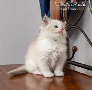 Котенок Рэгдолл тряпичная кукла