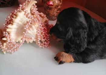 Щенки таксы длинношерстной мини