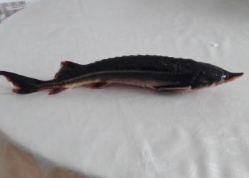 Царская рыба