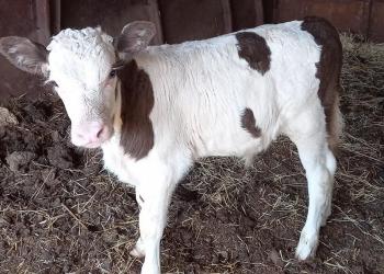 Обьявление