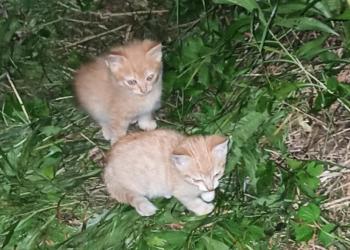 Котята ищут дом!!!