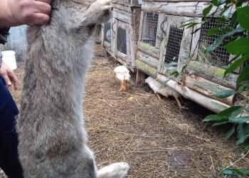 Кролик фландер