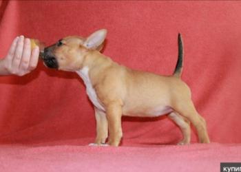 Приму в дар бультерьера