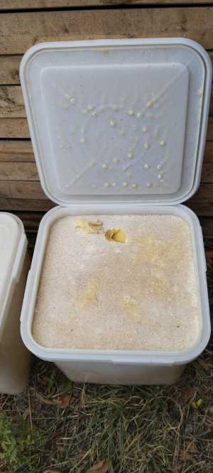 Продам мед.