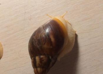 Улитки ахатины( фулика )