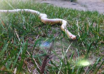 Маисовый полоз